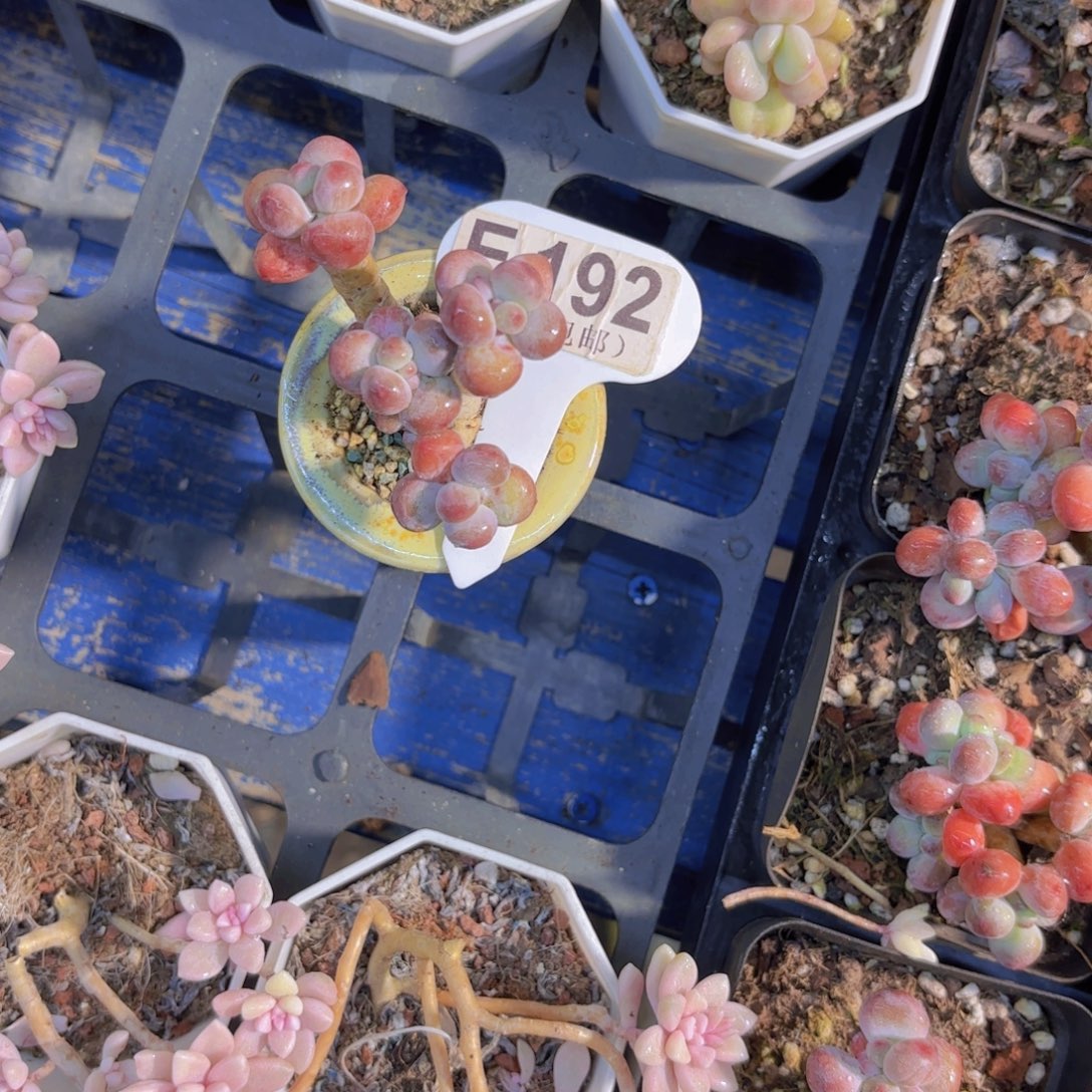 糖***虎E192苹果奶一物语拍