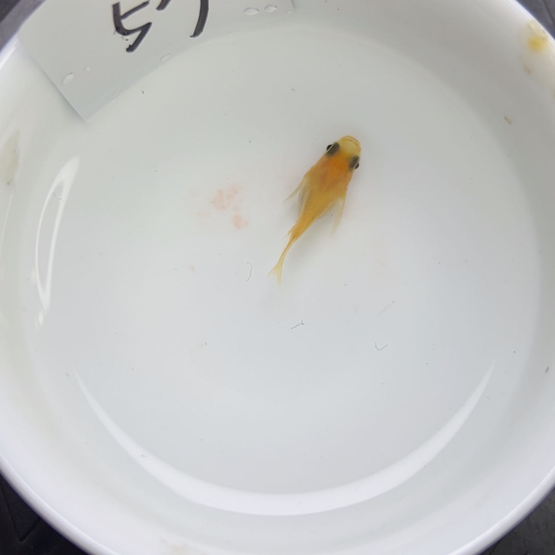 青鳉鱼53。       