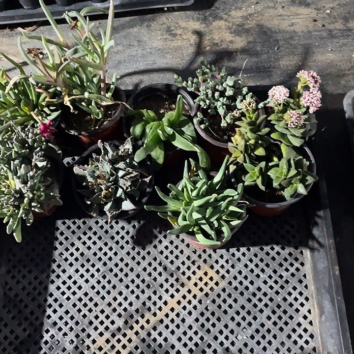 拼盘007开花包邮