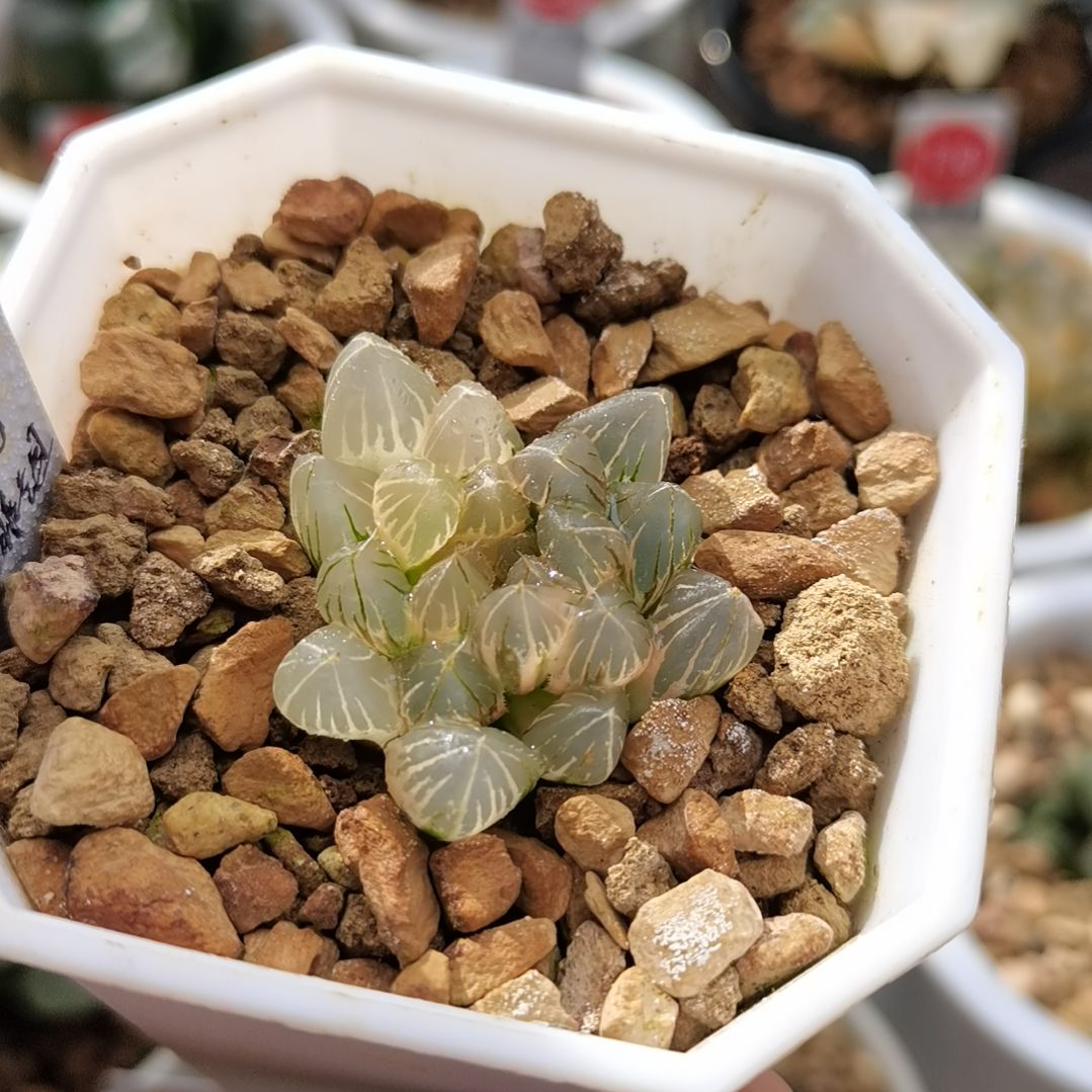 89号霓虹灯非组一物一拍带盆土发货