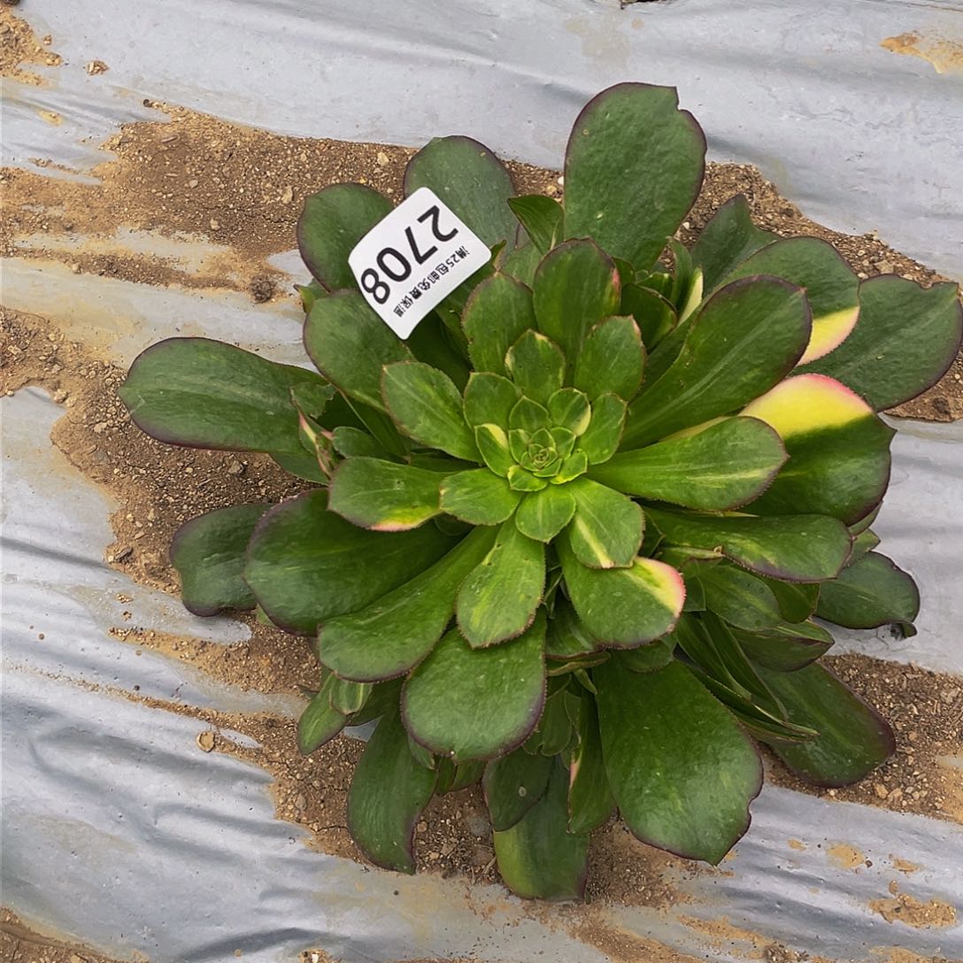 2708韶秀七彩多肉植物