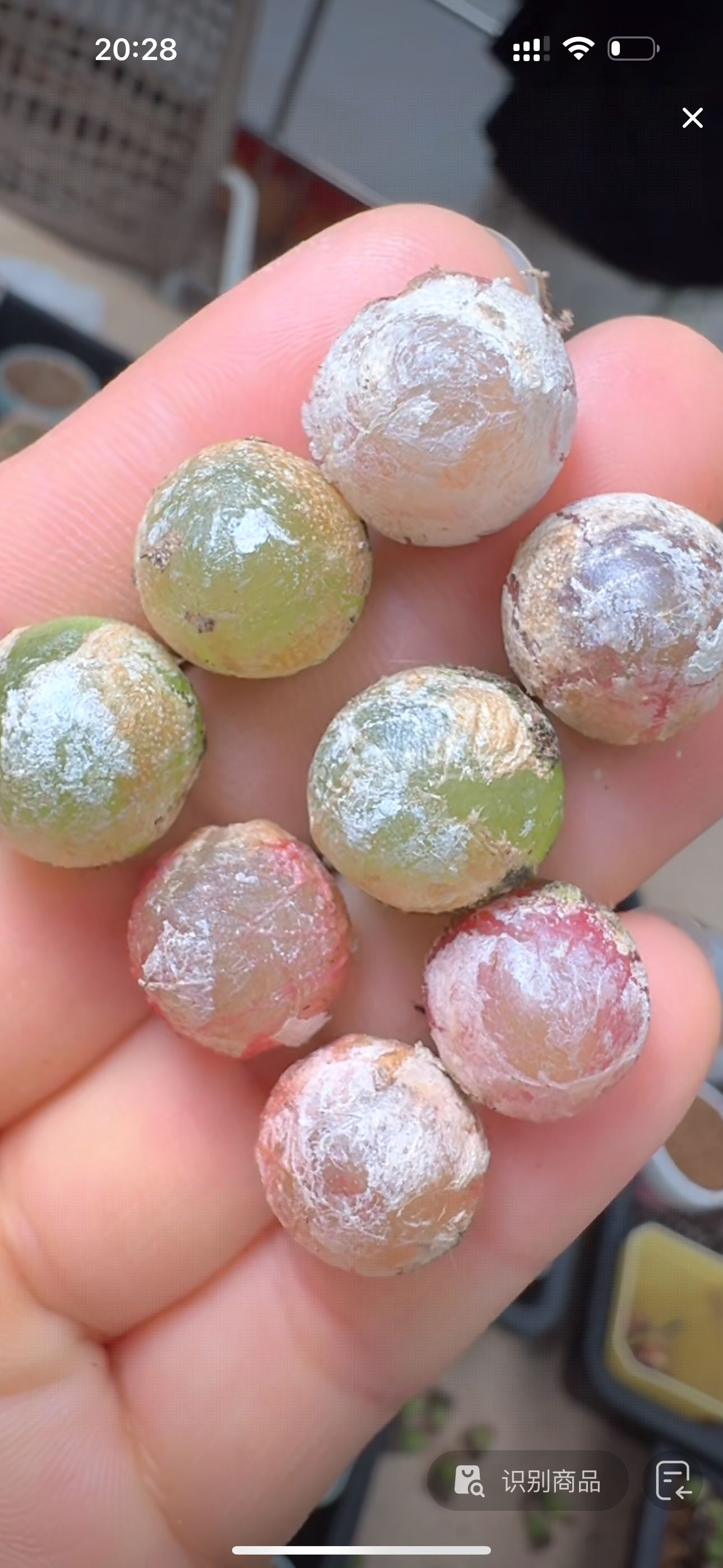 258疯狂的多肉石头乔本灯泡一颗