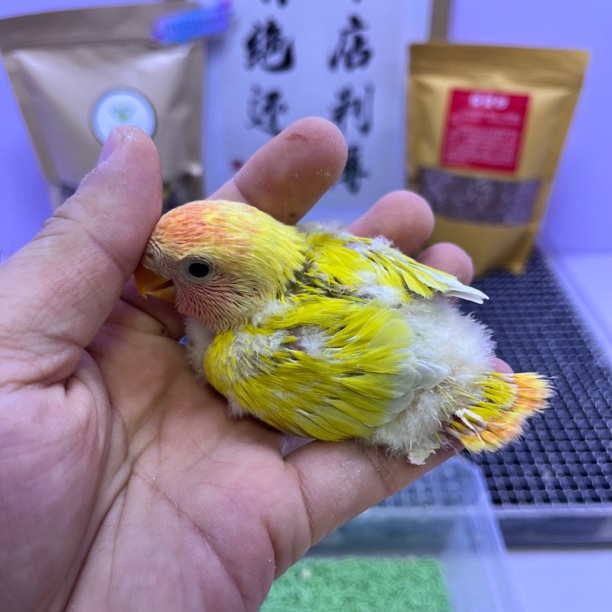 精品红头澳闪母K98886-桃面鹦鹉