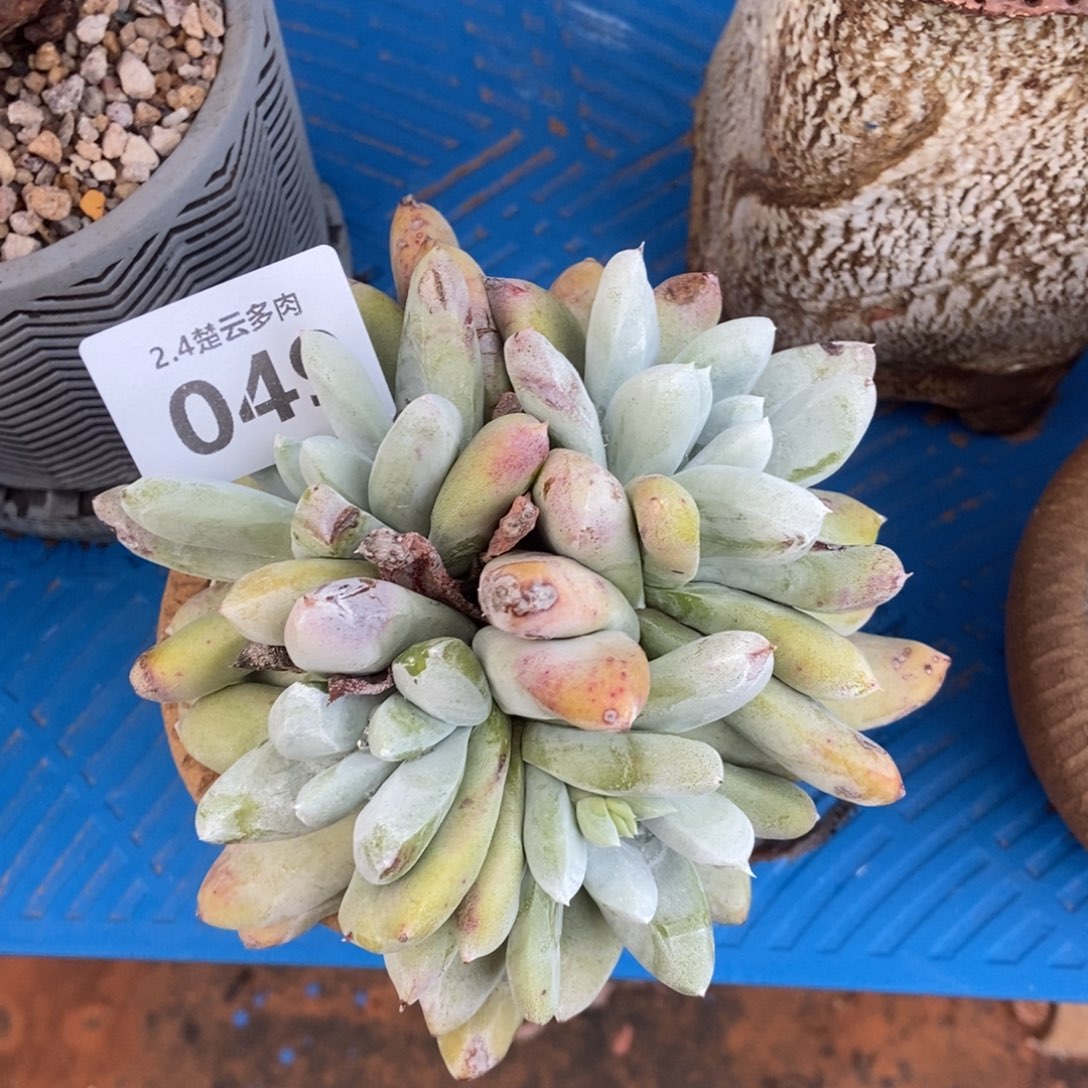 049多肉植物啦啦啦