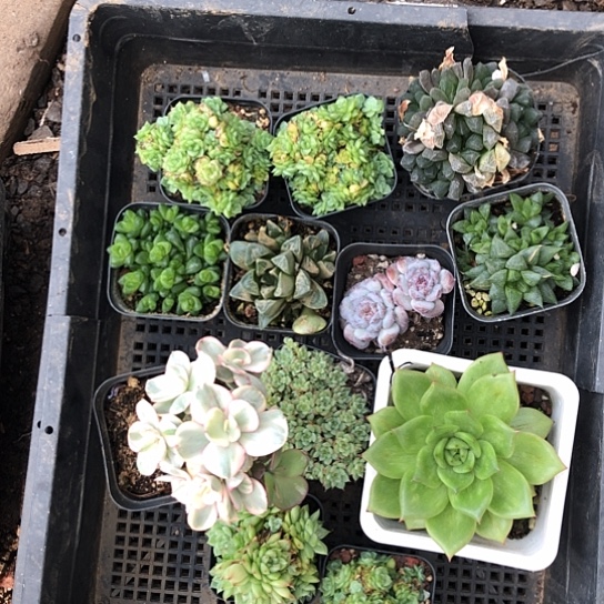 被***忘纯爱系列的经典元素都