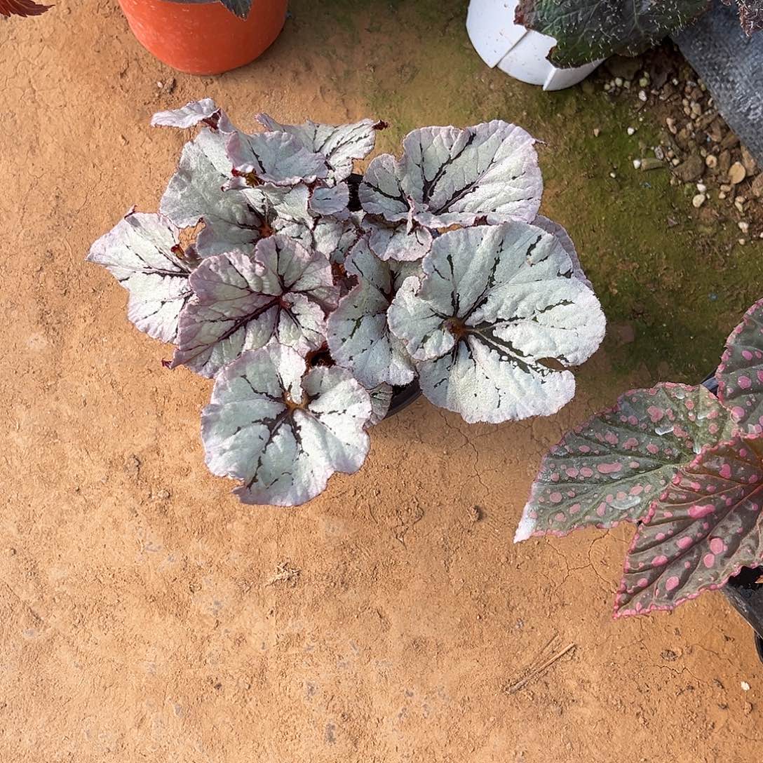 无花朵雅尔塔临沂