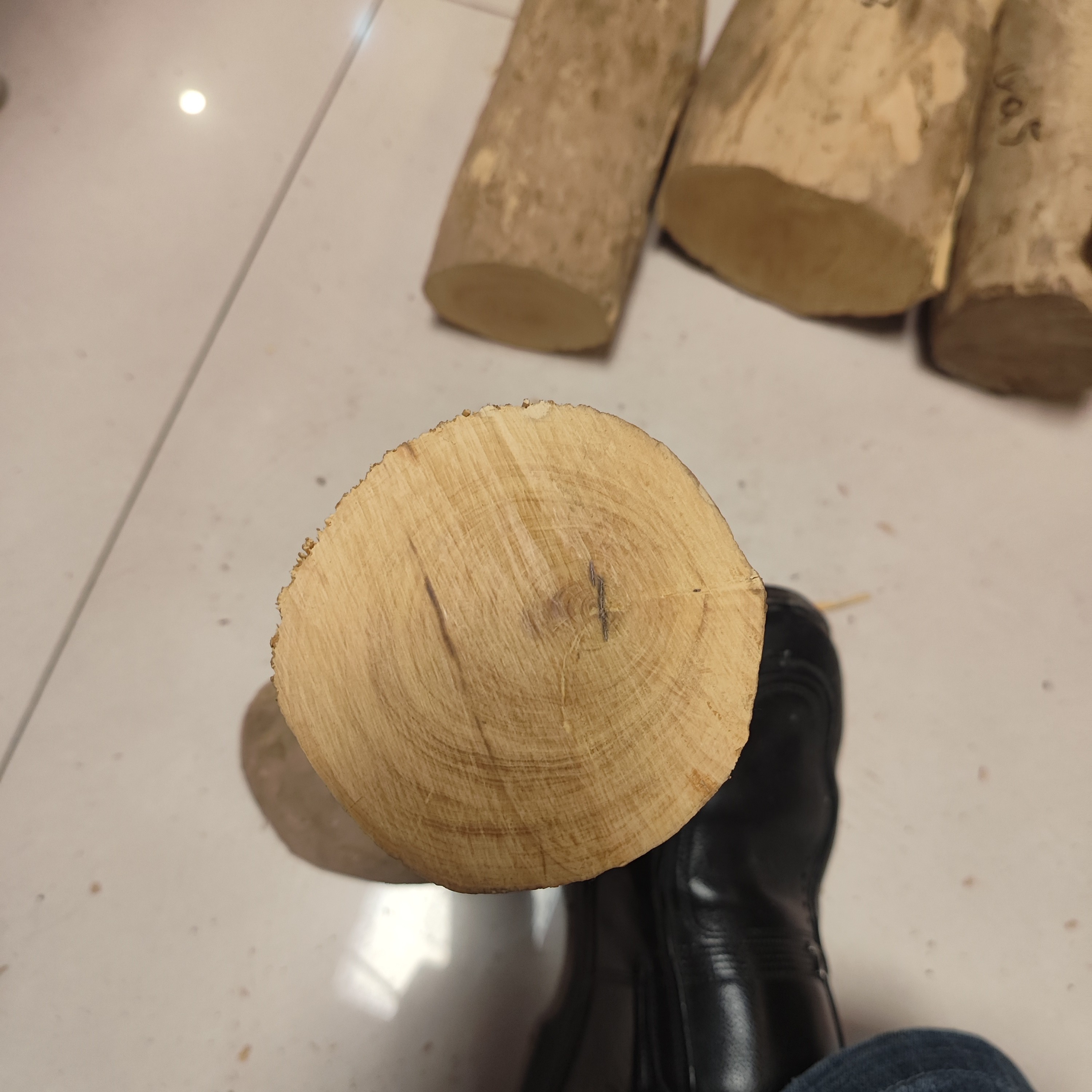 湖北珍珠黄杨木老料