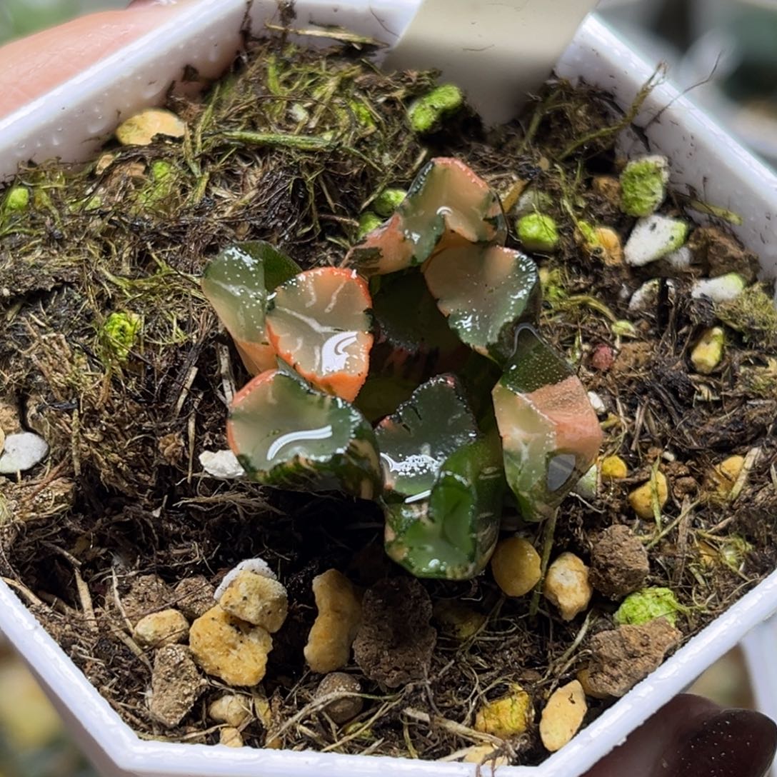 43蜘蛛之巢万象锦（根不好介意勿拍）福利专场