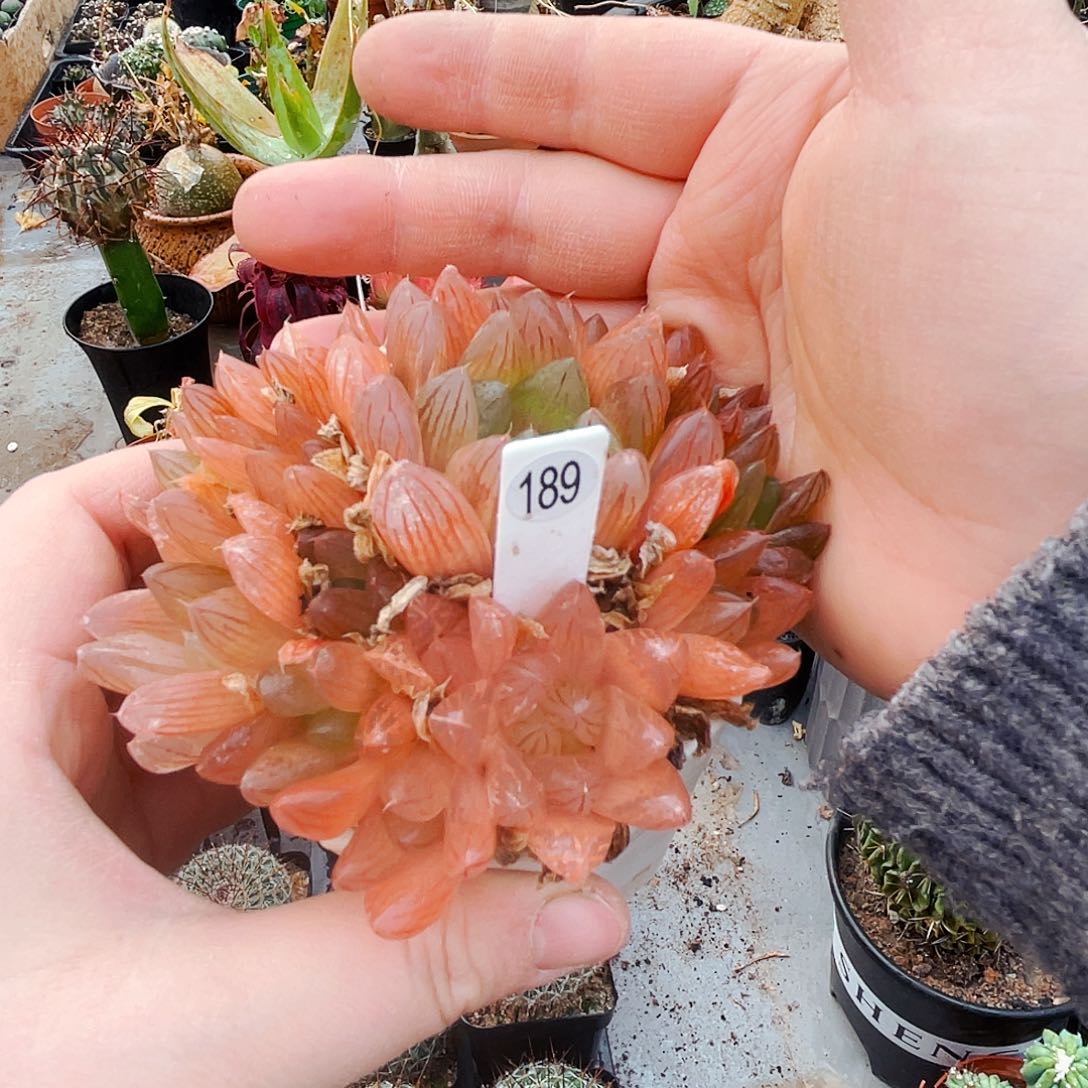 非偏远地区满25包邮仙人球