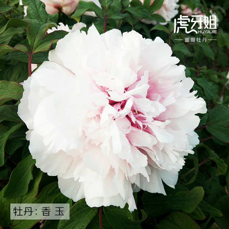 【香玉】裸根牡丹包对版-庭院阳台花卉白色重瓣大花