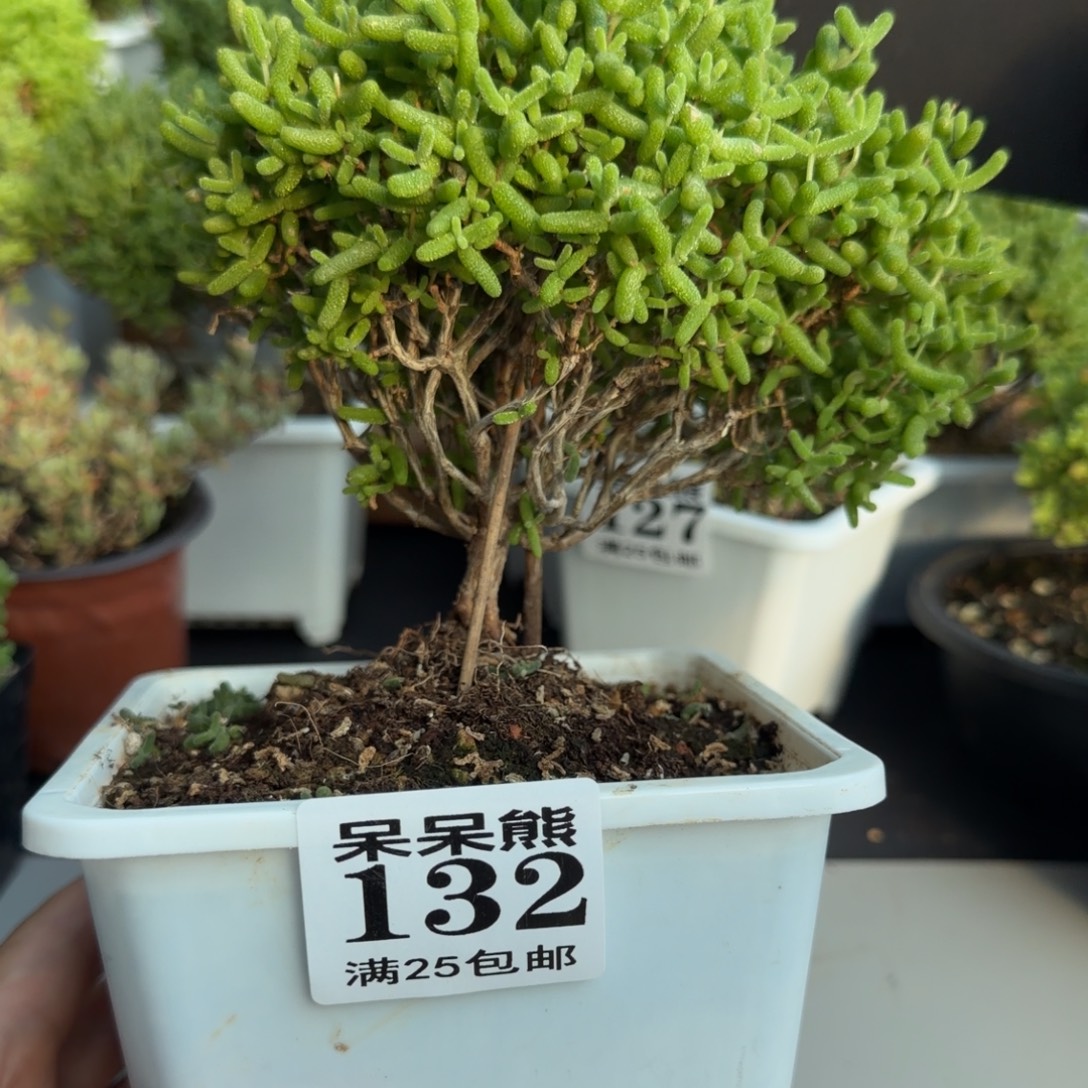 闪电购花卉园艺132