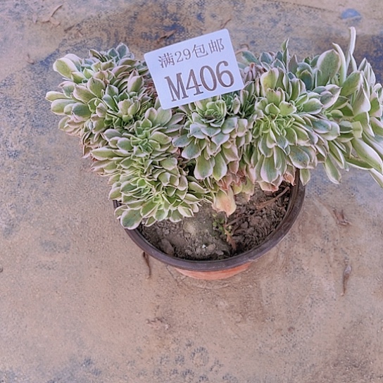 406绿豆沙坠多肉植物