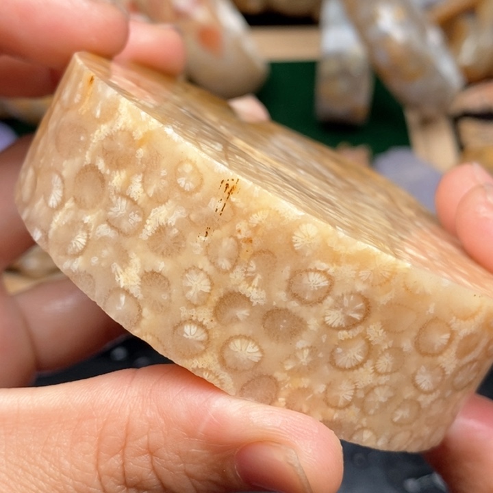 硅化珊瑚（珊瑚玉）手镯未镶嵌