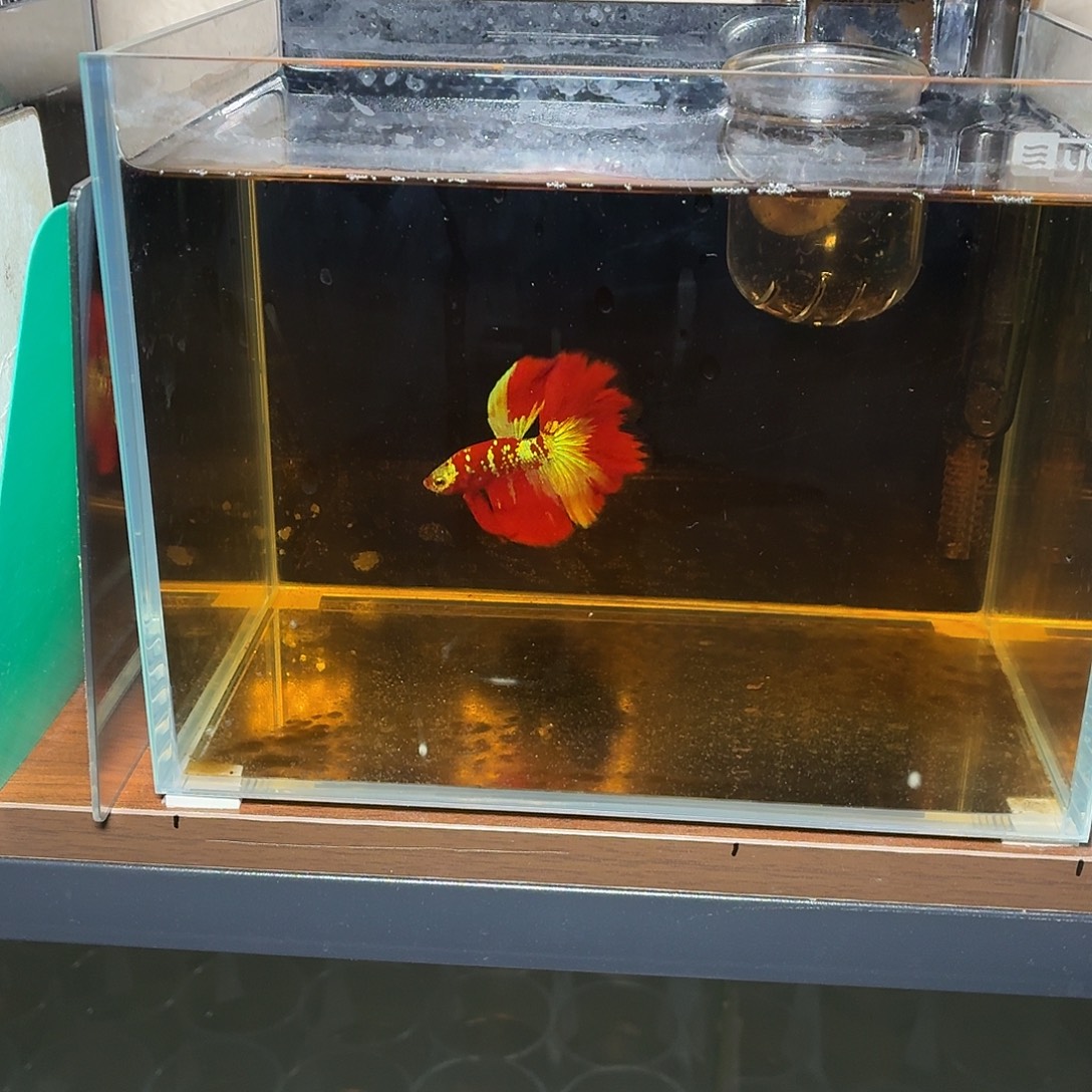 斗鱼彩金半月公鱼