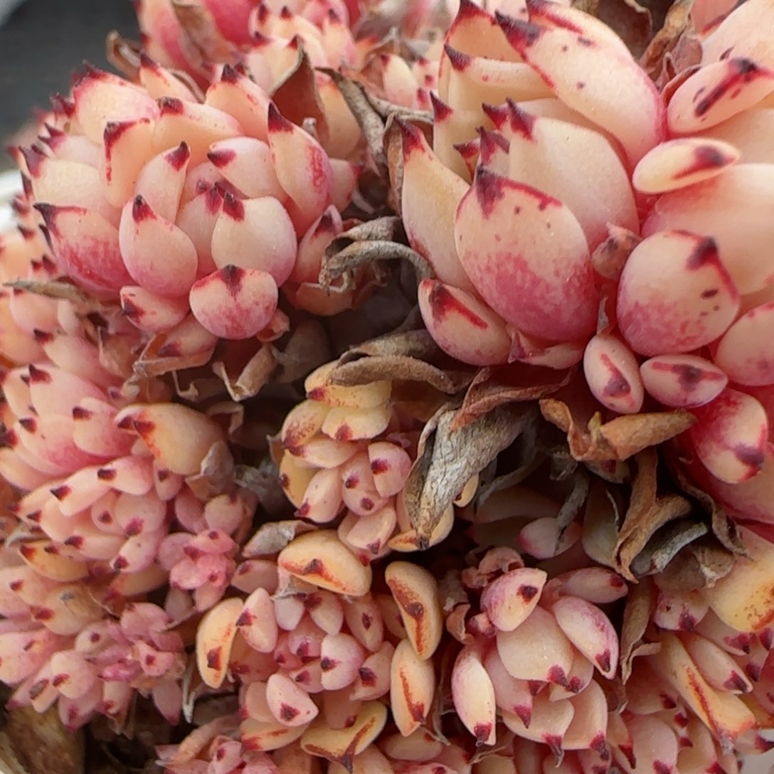 花语逸境0221-413