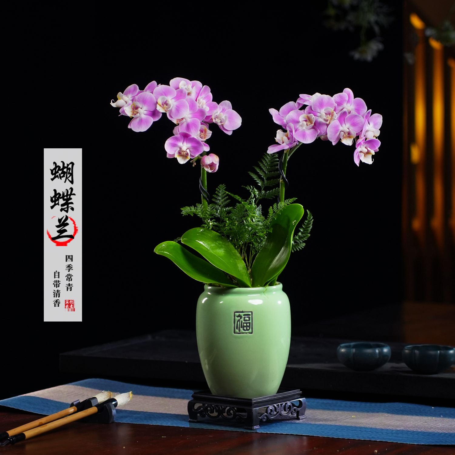 悠香蝴蝶兰盆栽四季常青花卉茶桌面净化空气花办公室内绿植