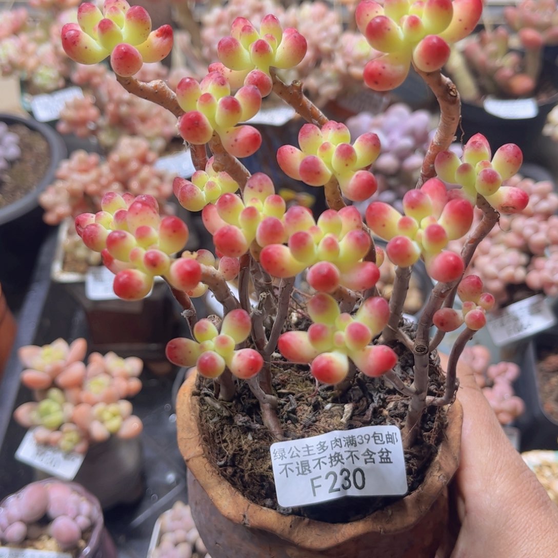 230散拼乙女心多肉