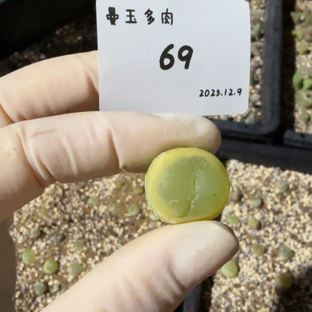 一***碗多肉多肉多肉12.9-069