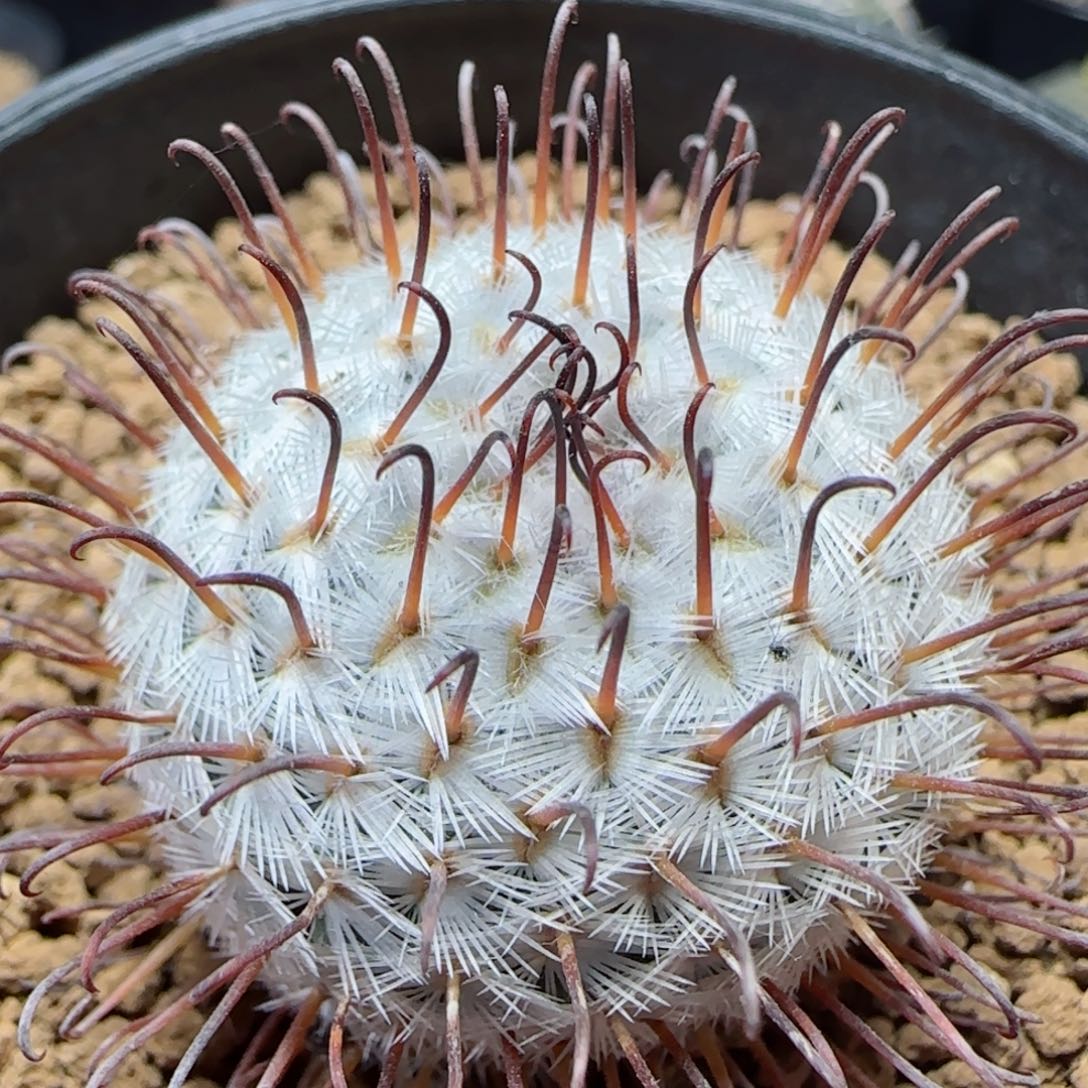 实生曲刺佩雷多肉