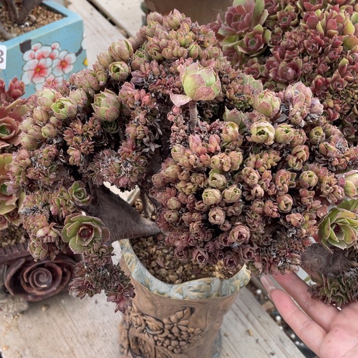 多肉葡萄等经济果品中具有优良特性而