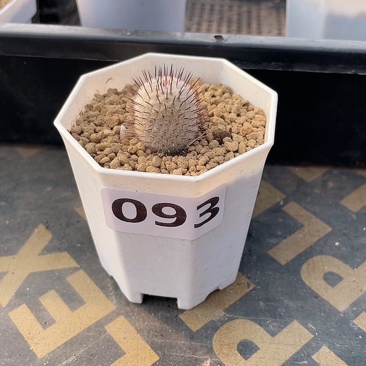 ****093直刺佩雷仙人球