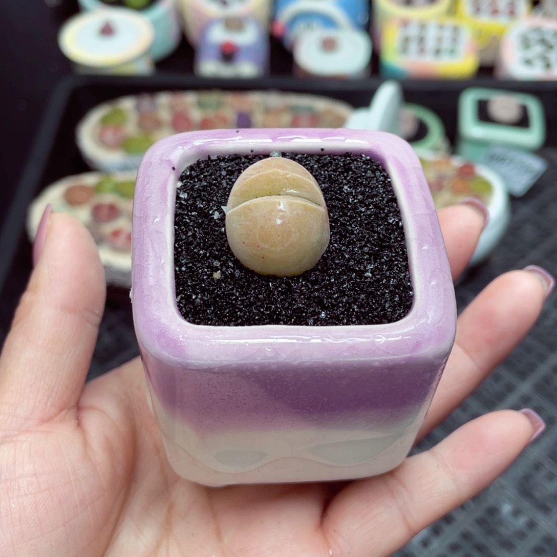 w6142 -零下地区拍保温箱-15支持寄养