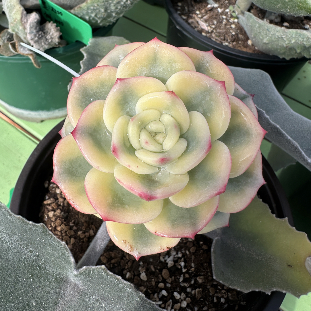三文鱼锦，多肉植物