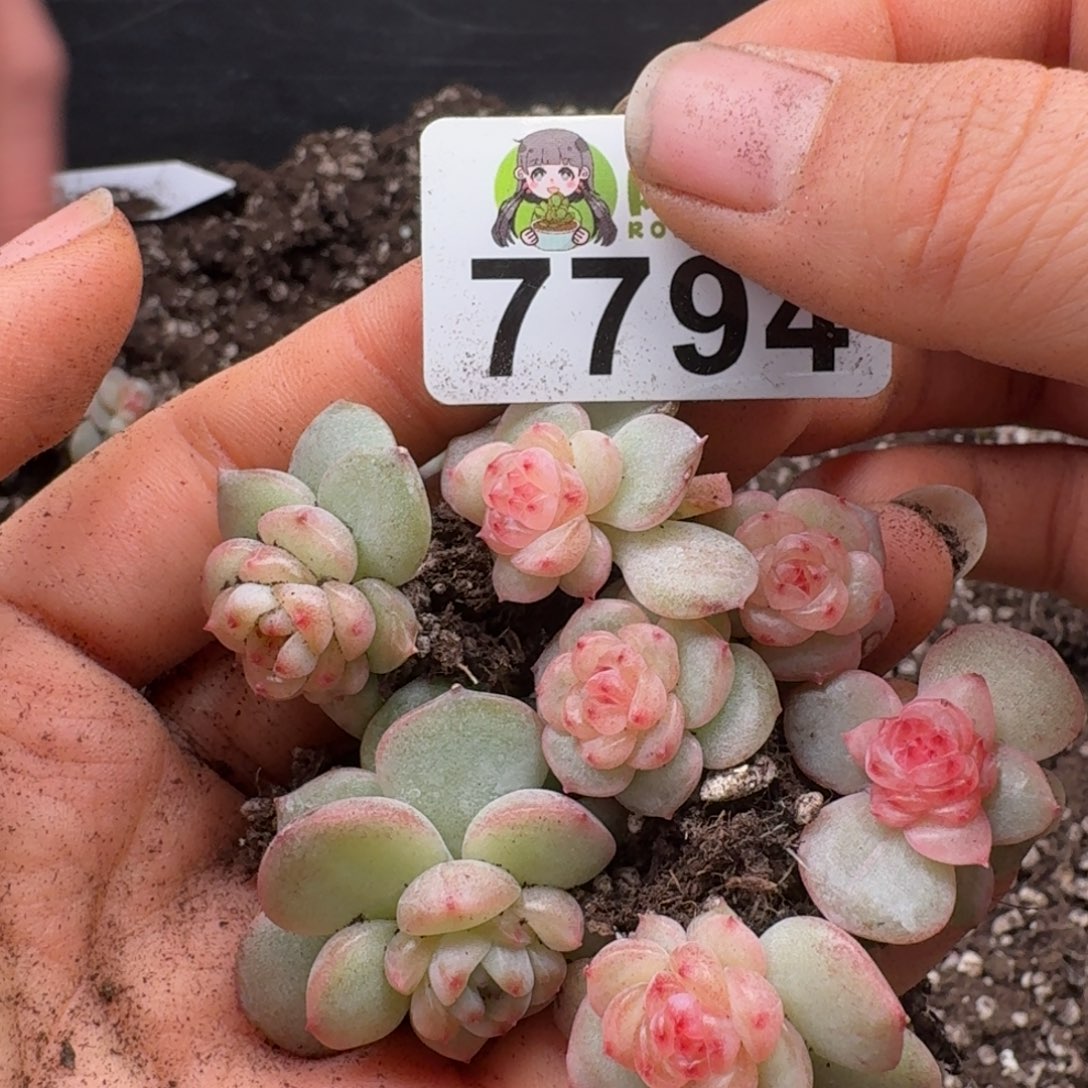 多肉植物多肉植物
