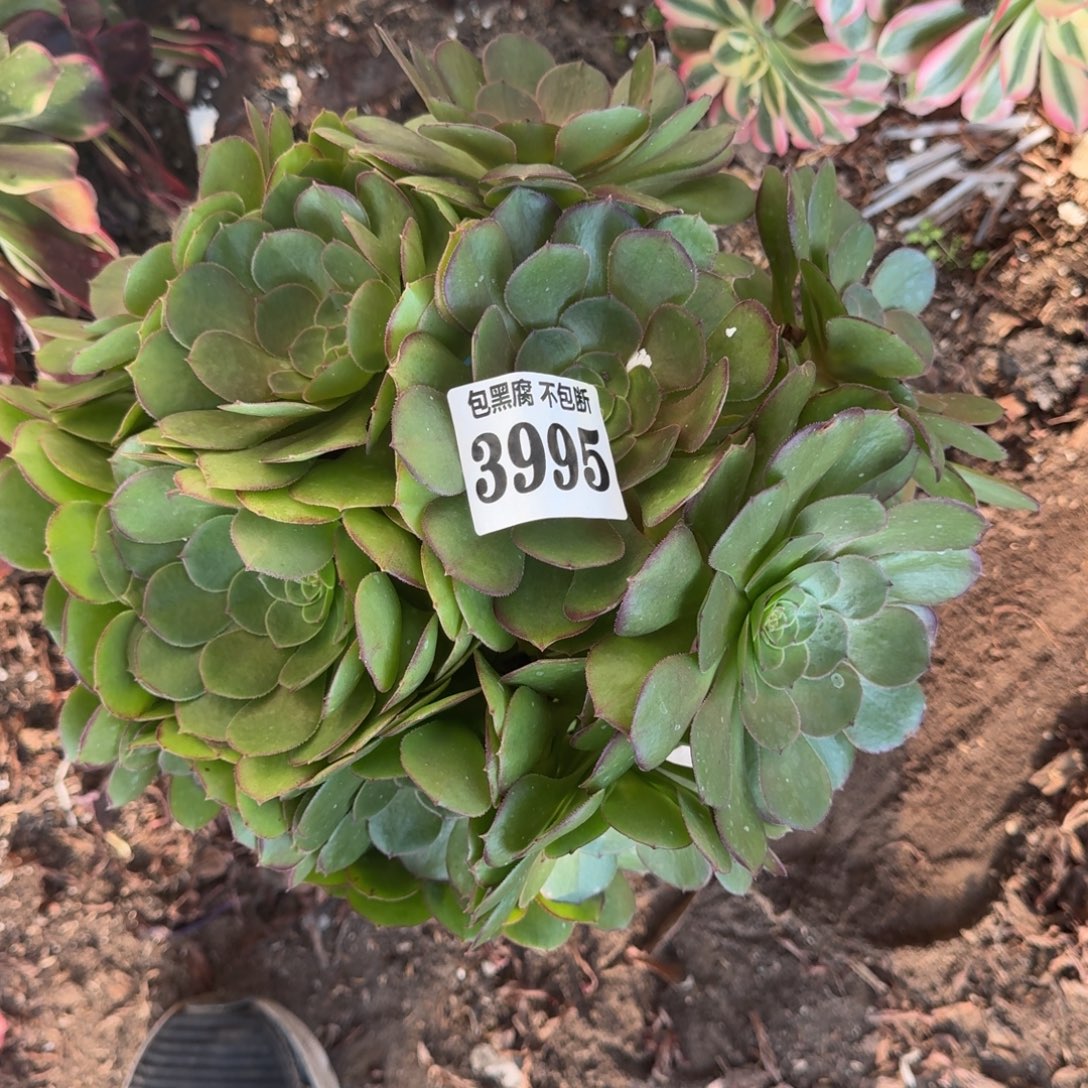 万圣节 3995 19-10