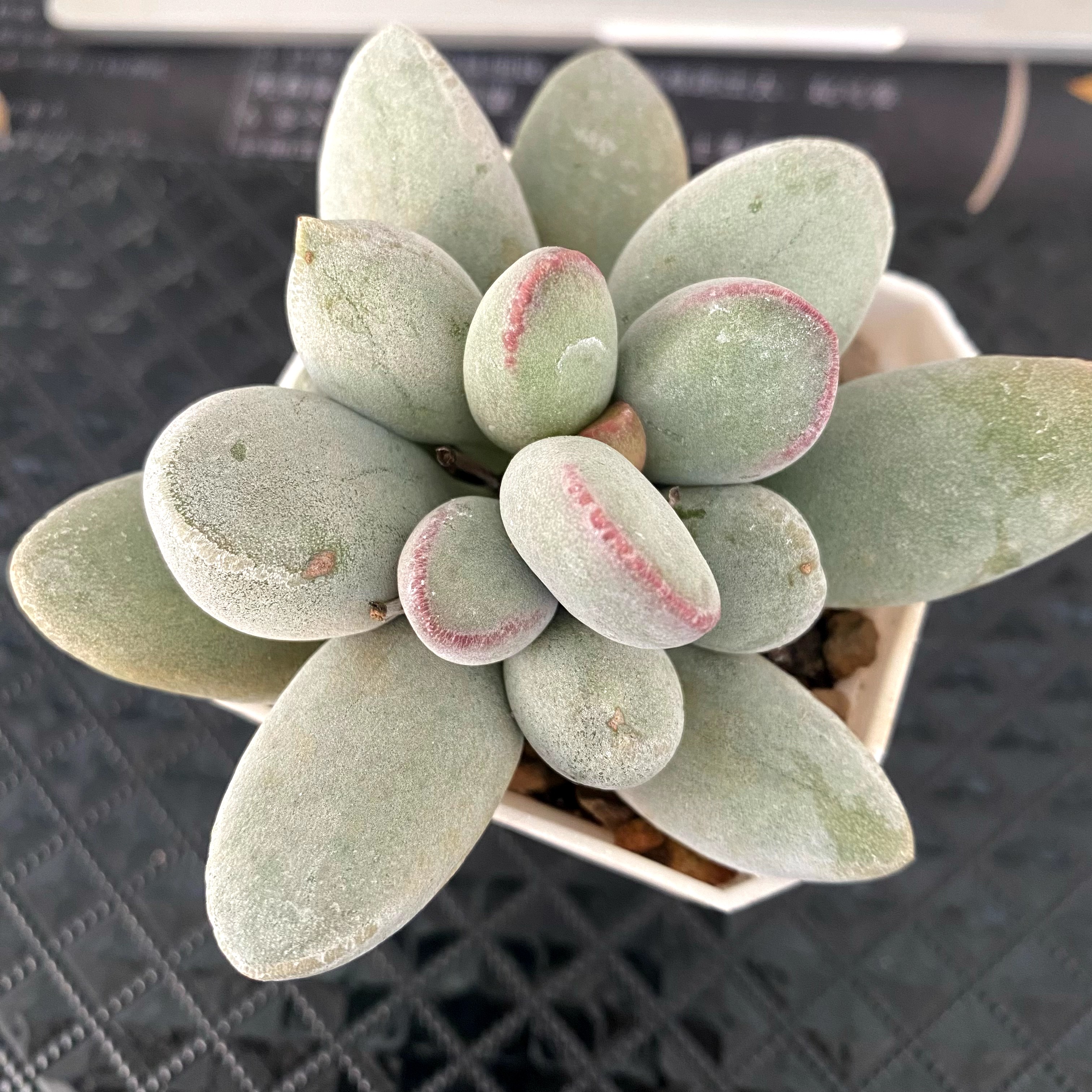 多肉植物仙桃[七方盆]带红边线水泡