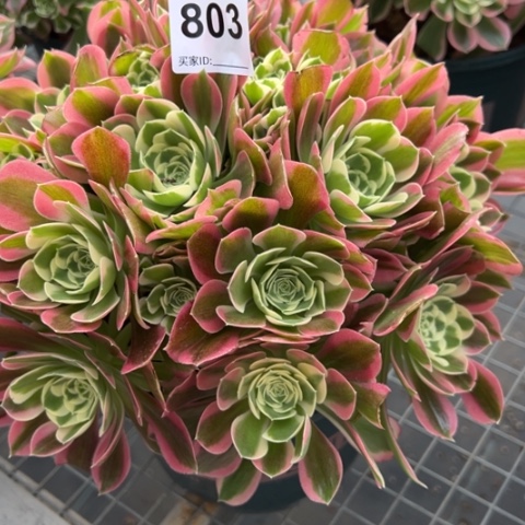 803白凤25厘米左右