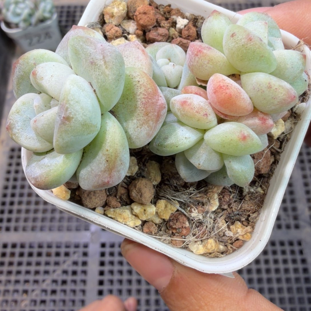 225 号到手一颗江北多肉