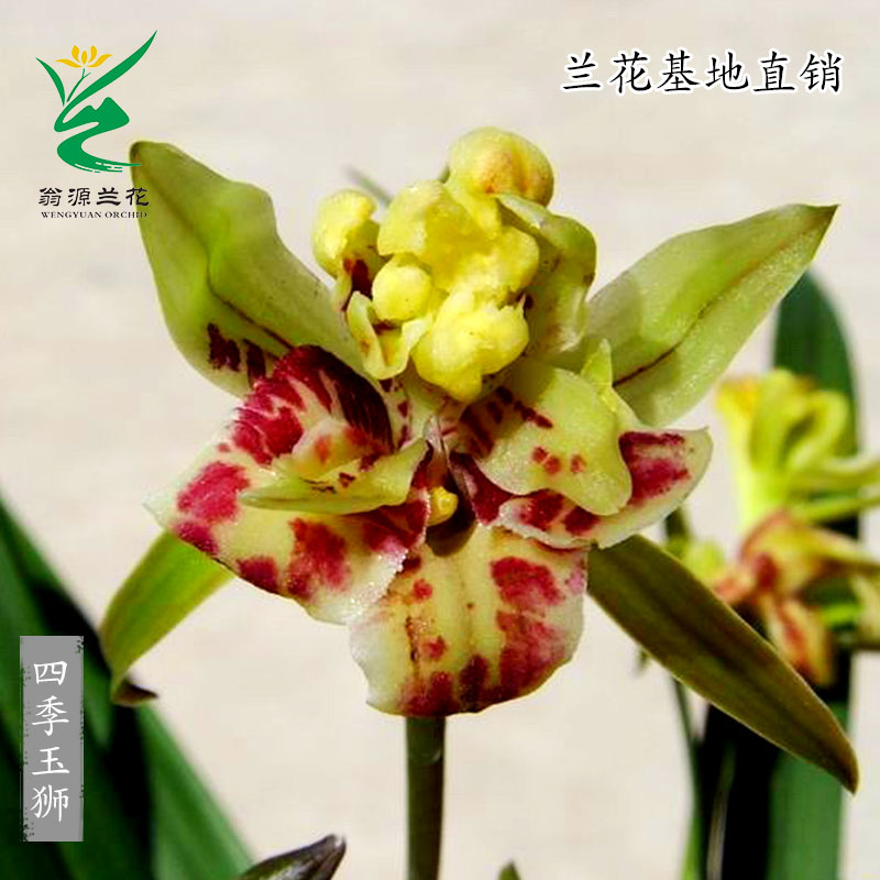 翁源兰花建兰铭品四季玉狮蓬莱狮子奇花多瓣奇花浓香型好养绿植