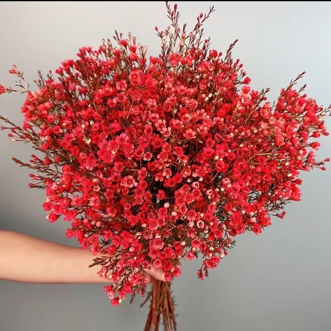 1扎红色腊梅(吸色) (两单发顺丰或京东快递)