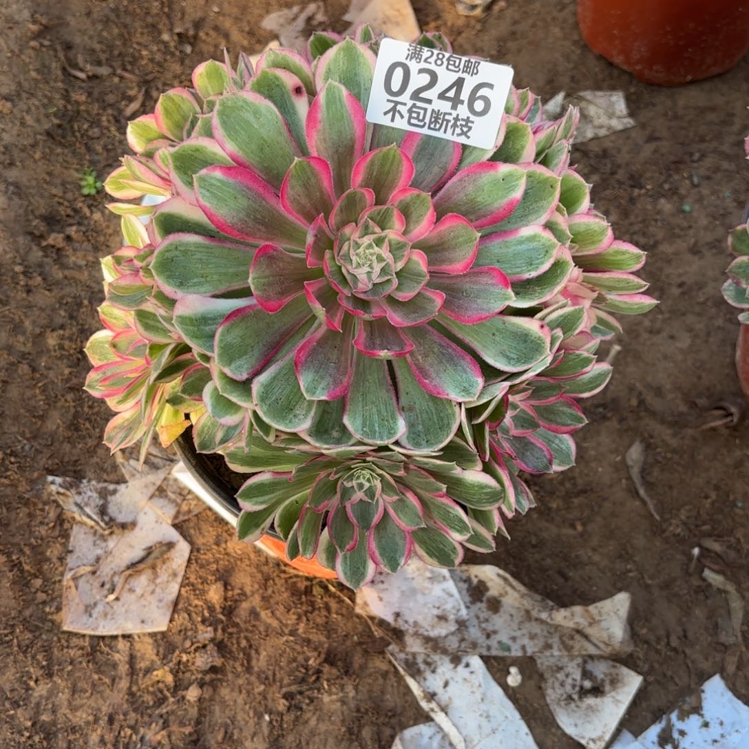 M. 246孔雀翎多肉葡萄。cade