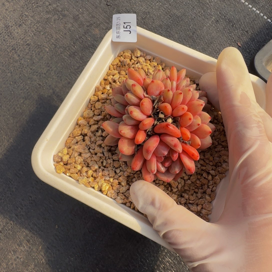 Y****?j j j j j j j j j j 51