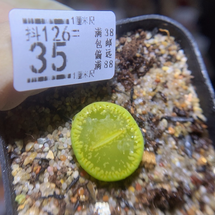 今天播完放假啦126.35