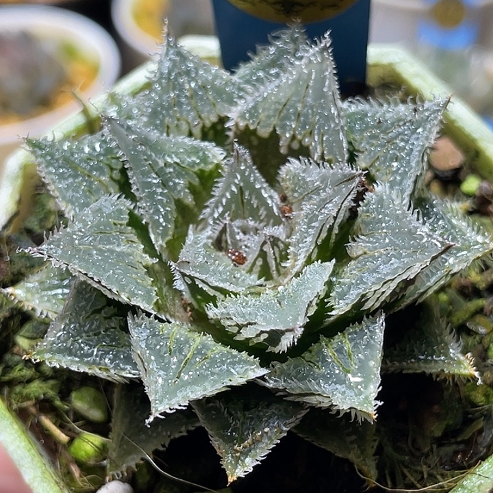 532赤冰特选福利一物