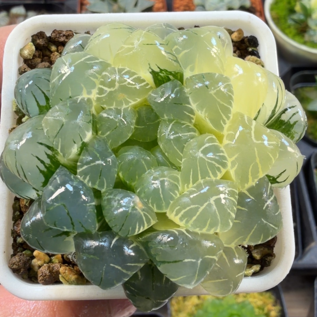 十二卷福利糊班玉露锦