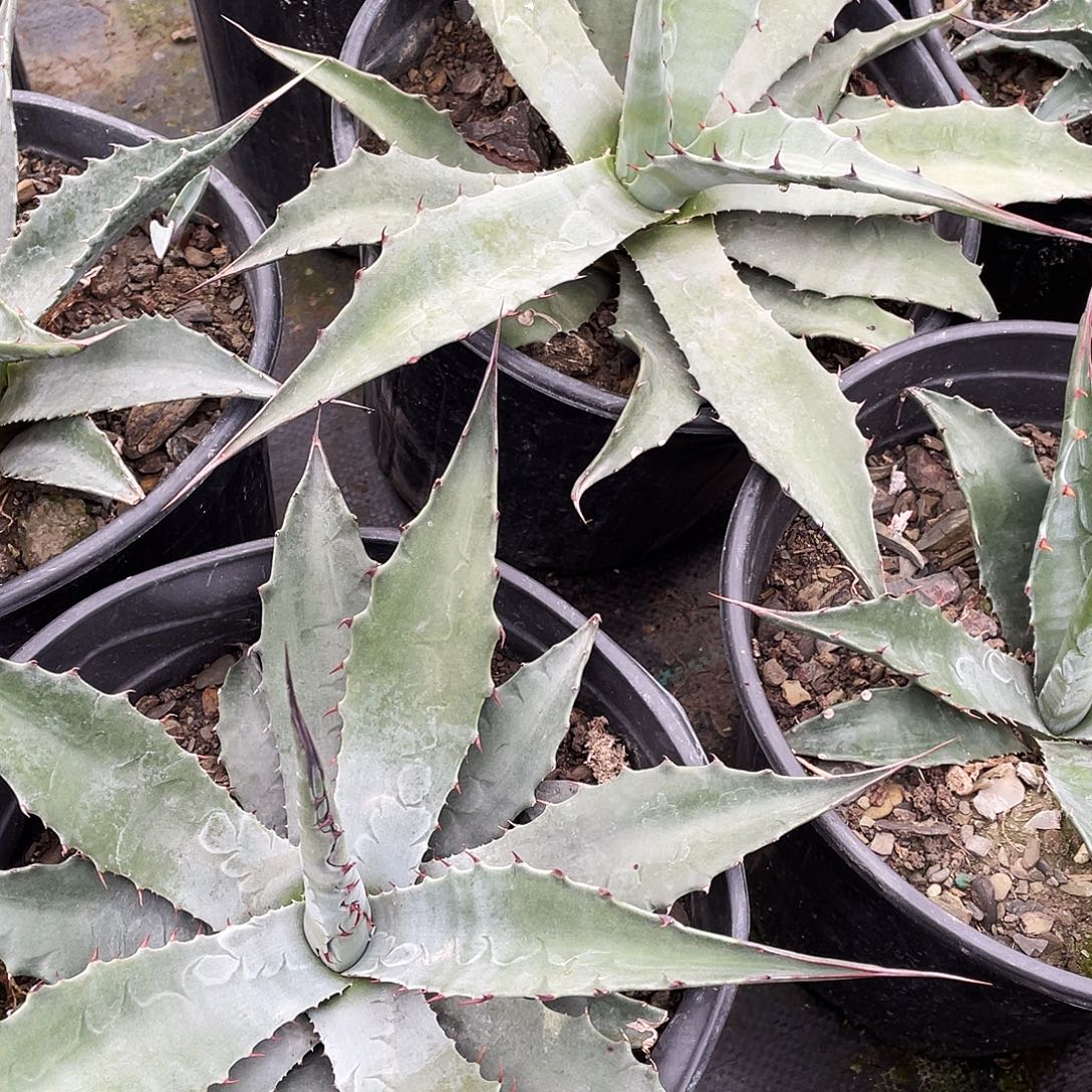 无花朵蒙塔娜246788