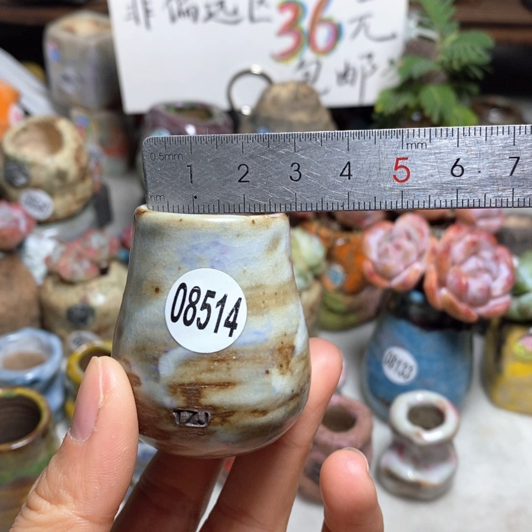 花盆拍5送一个小礼物