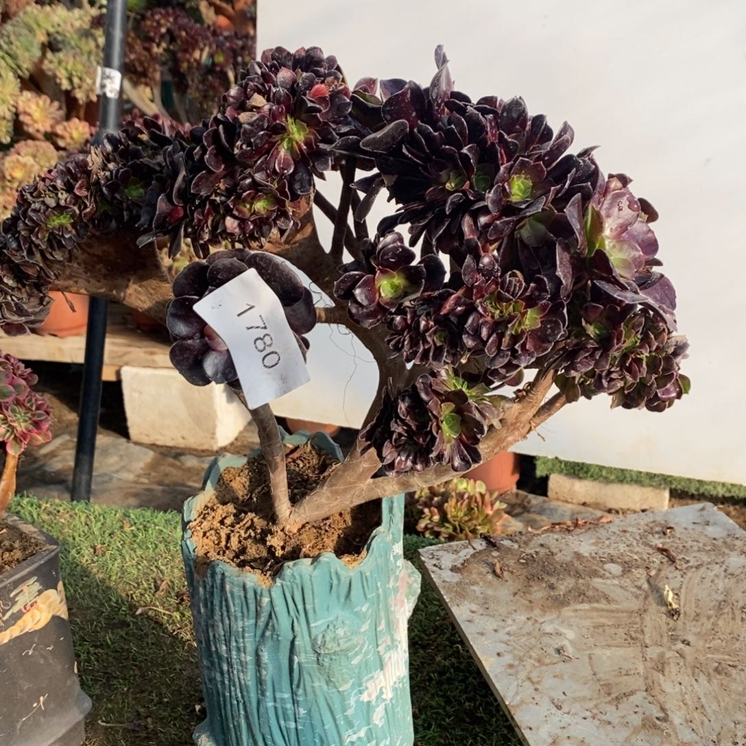 1780号欧紫缀化1颗多肉