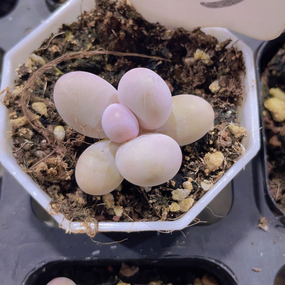 蛋黄奶a083一物一拍