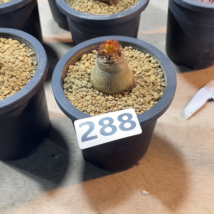 288象鼻大戟块根，