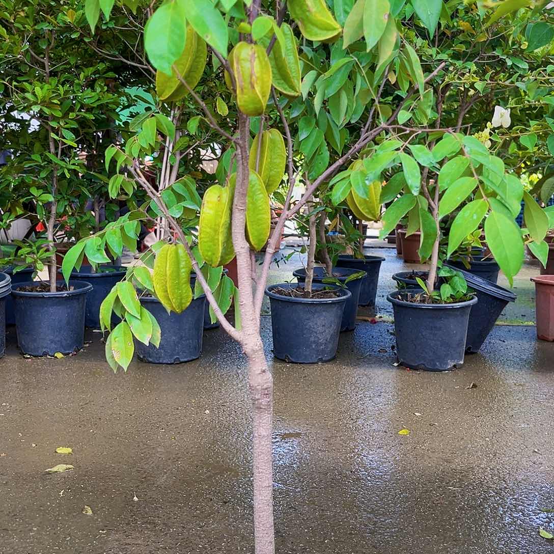 夜***刀无花朵2245789986543