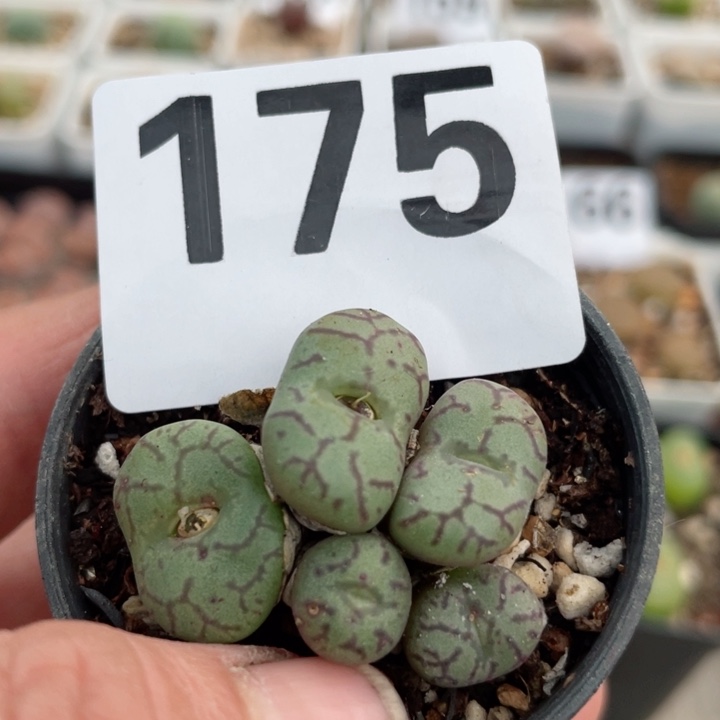 175猴脸青姬群l l