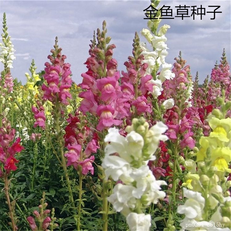 金鱼草种子狮子花龙头花种籽多年生四季阳台盆栽景观绿化花海草花