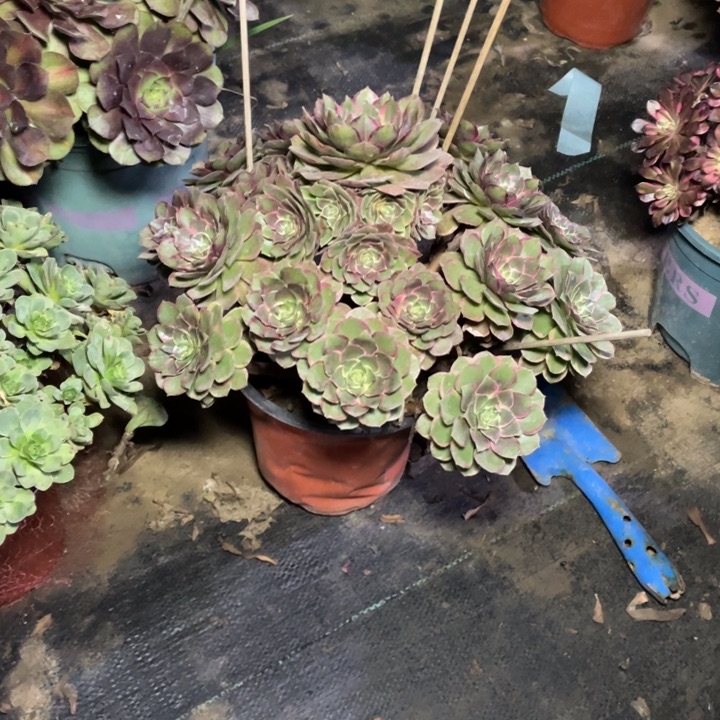 49粉花妖多肉植物多肉多肉多肉