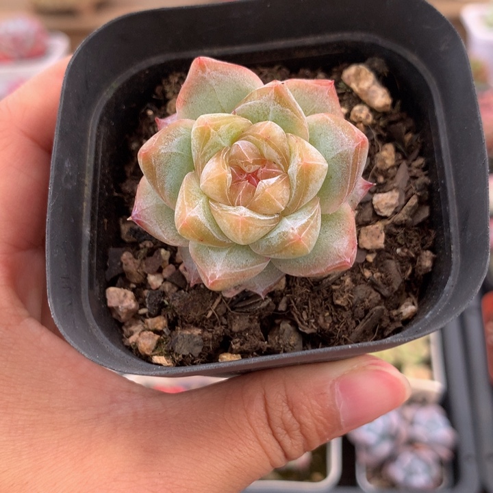 精控粉钻单头多肉