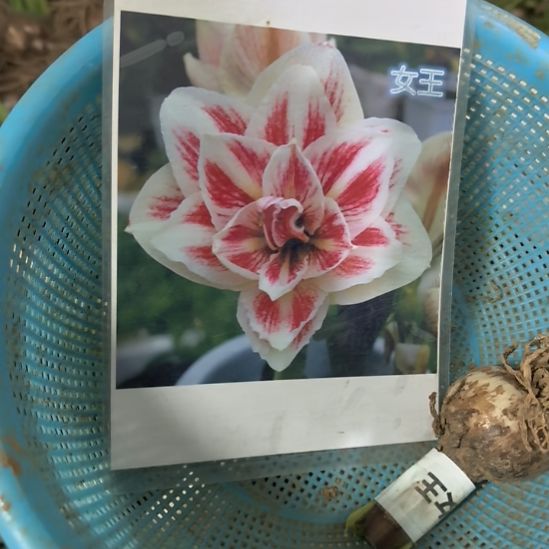 当前无花栽培后可以开花女王3厘米裸根球5棵